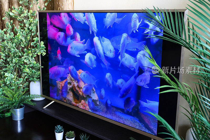智能电视屏幕保护程序的特写图像，蓝色的雄性马拉维鲷鱼群(metriaclima callainos)在热带淡水水族馆游泳，家庭生活的概念